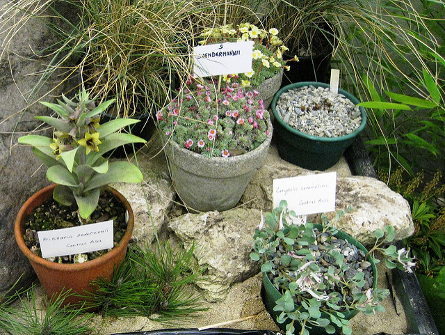 Fritillaria sewerzowii