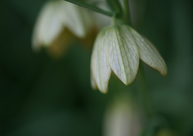 Fritillaria thunbergii