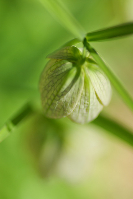Fritillaria thunbergii