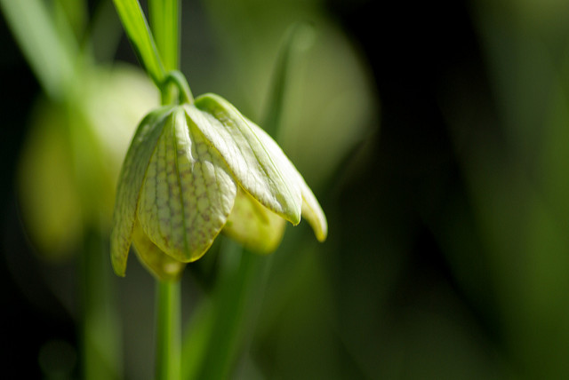 Fritillaria thunbergii