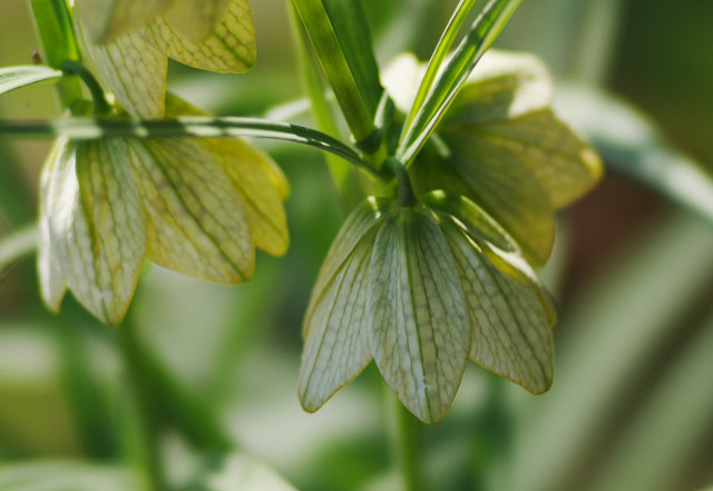 Fritillaria thunbergii