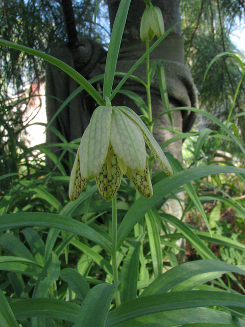 Fritillaire verticillée (Fritillaria verticillata)