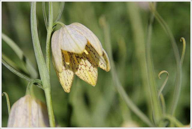 Fritillaire verticillée