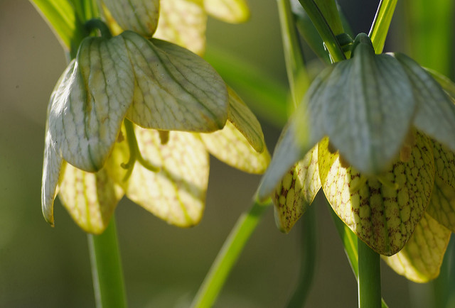 Fritillaire verticillée