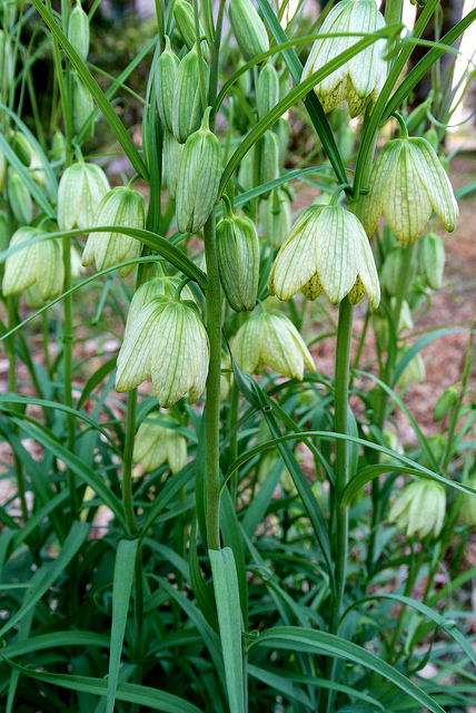 Fritillaire verticillée