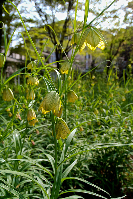 Fritillaire verticillée