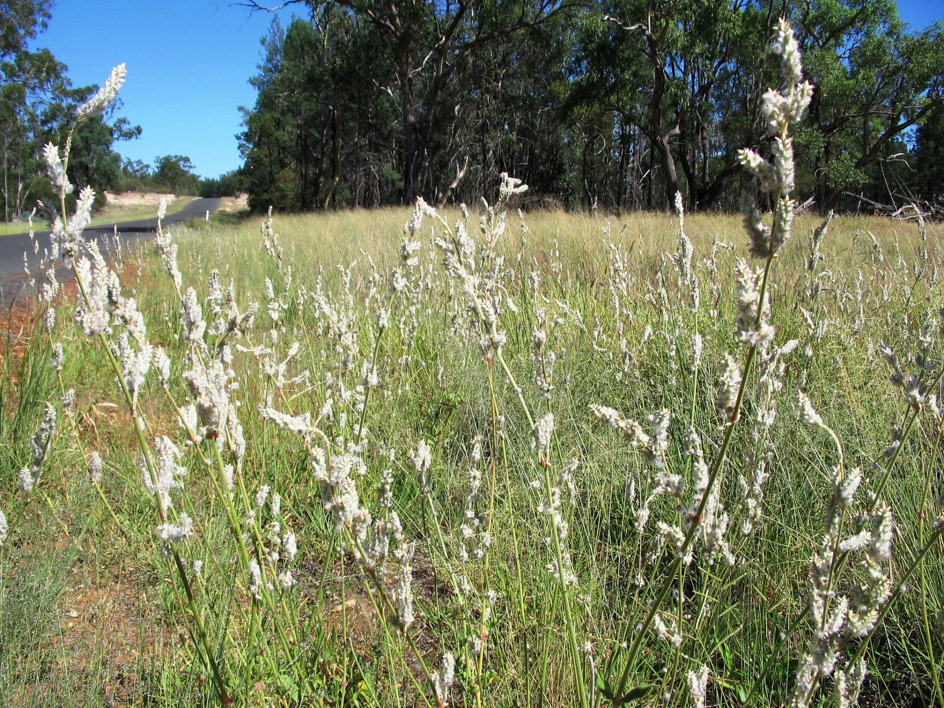 Froelichia floridana
