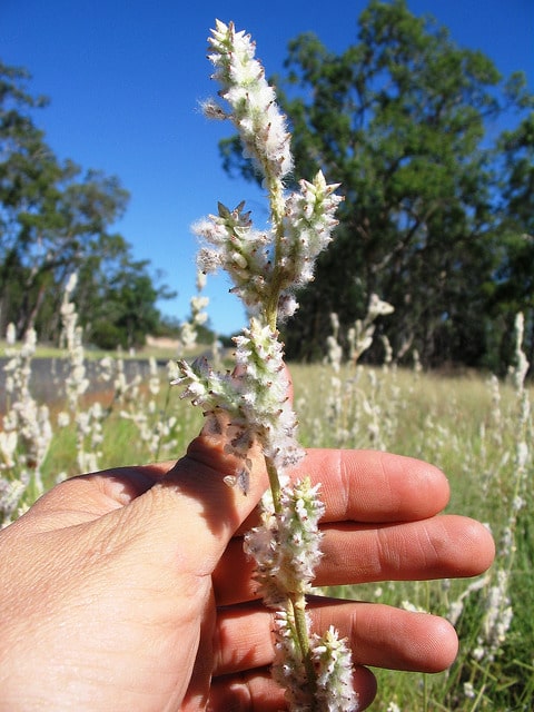 Froelichia floridana