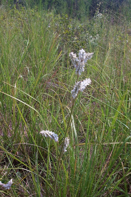 Froelichia floridana