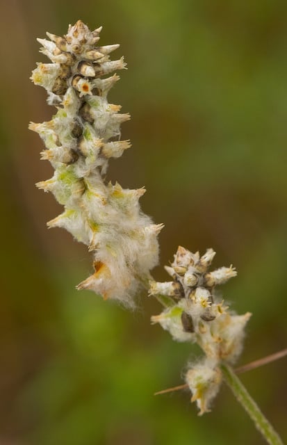 Froelichia floridana