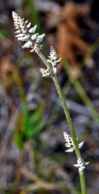 Froelichia floridana