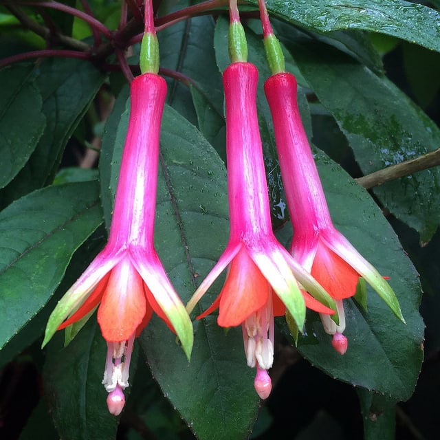 Fuchsia denticulata