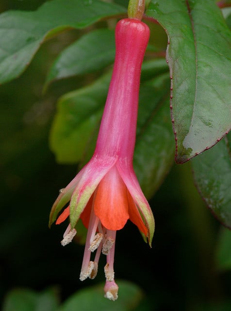 Fuchsia denticulata