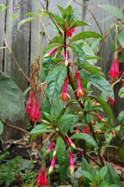 Fuchsia denticulata
