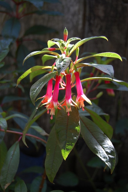 Fuchsia denticulata