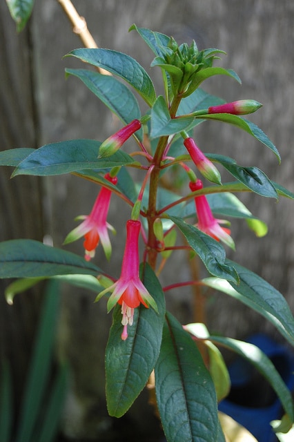 Fuchsia denticulata