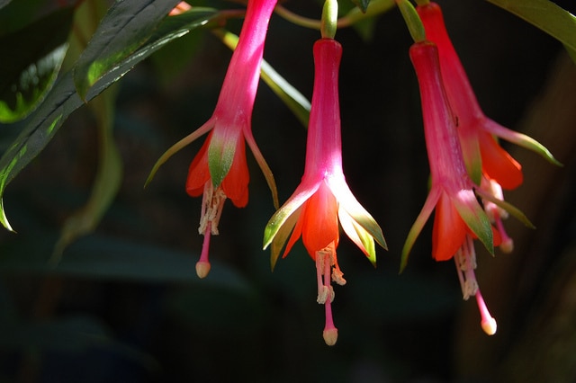 Fuchsia denticulata