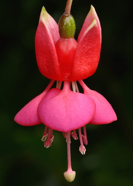 Fuchsia excorticata