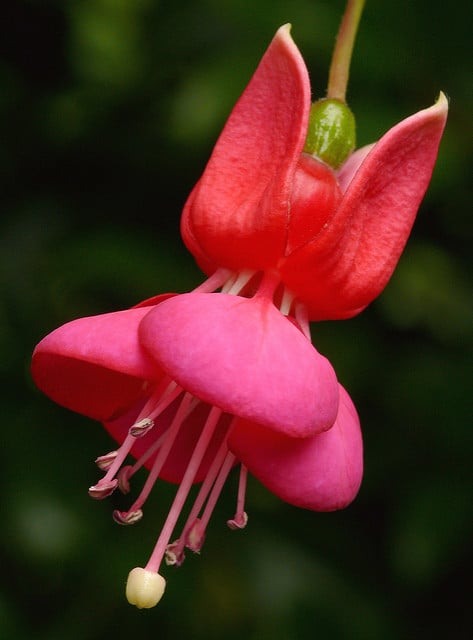 Fuchsia excorticata