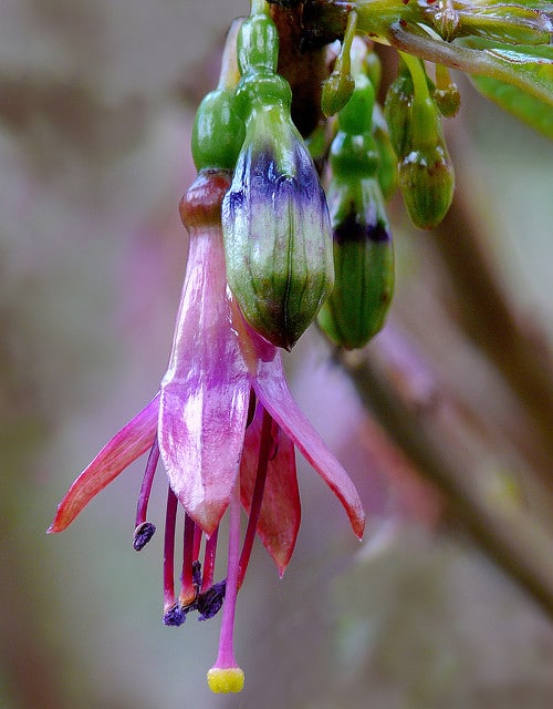 Fuchsia excorticata
