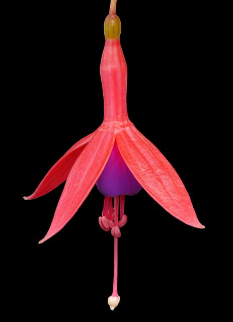 Fuchsia excorticata