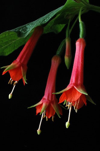 Fuchsia fulgens
