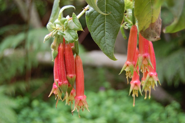 Fuchsia fulgens
