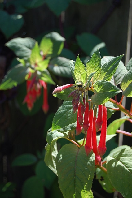 Fuchsia fulgens