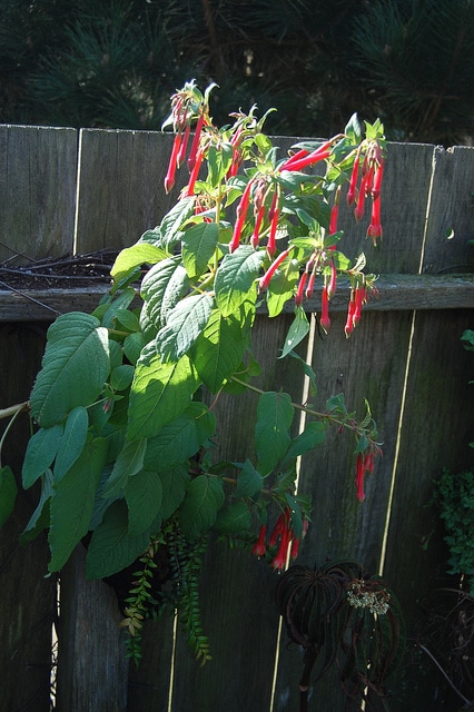 Fuchsia fulgens