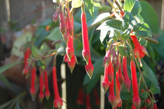 Fuchsia fulgens