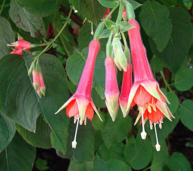 Fuchsia fulgens