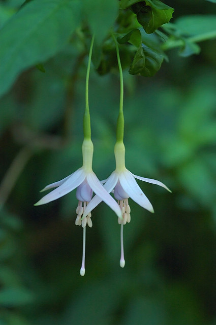 Fuchsia de magellan