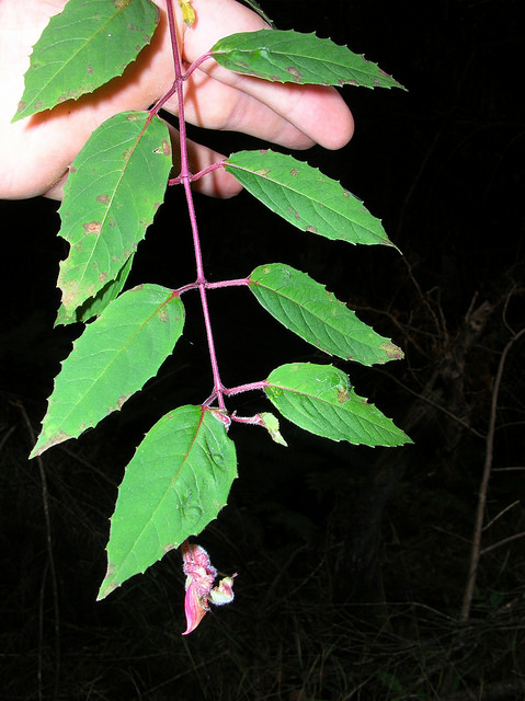 Fuchsia de magellan