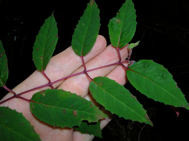 Fuchsia de magellan
