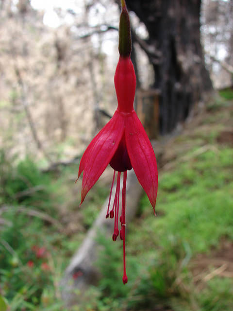 Fuchsia de magellan