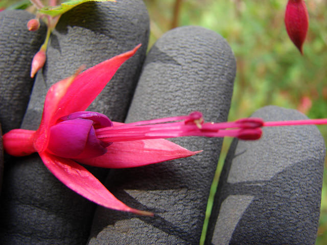 Fuchsia de magellan (Fuchsia magellanica)