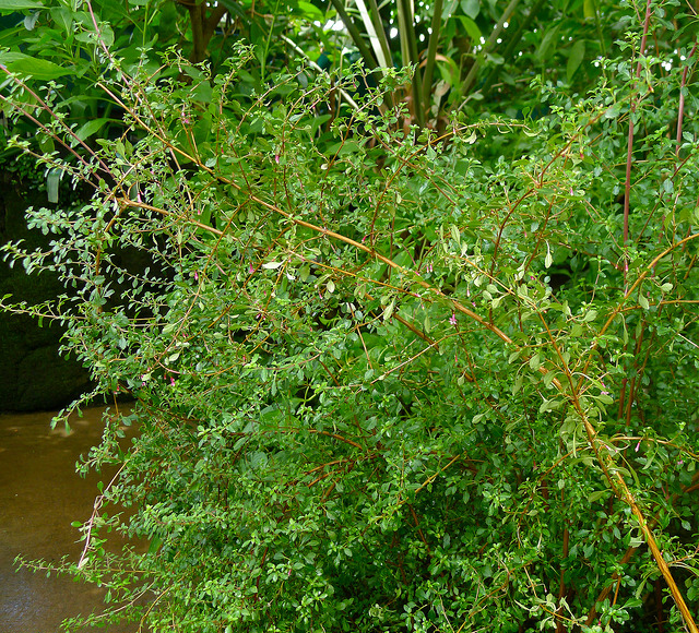 Fuchsia microphylla
