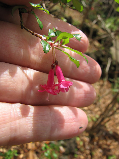 Fuchsia microphylla