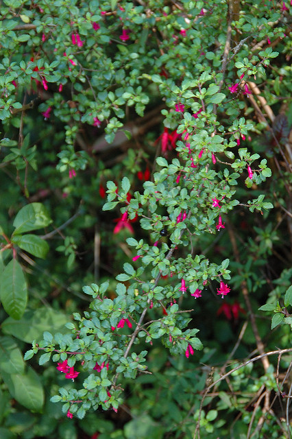 Fuchsia microphylla