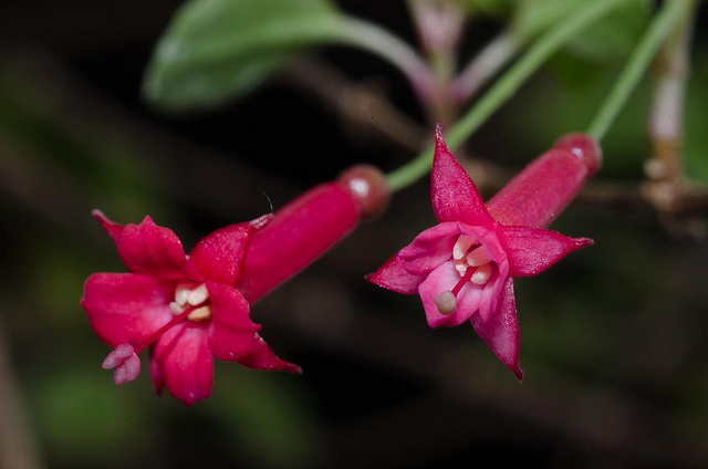 Fuchsia microphylla