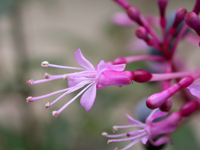 Fuchsia paniculé