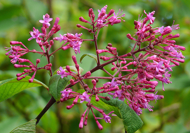 Fuchsia paniculé
