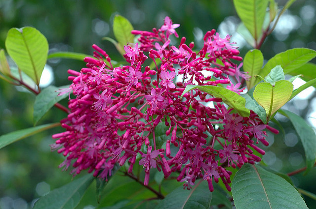 Fuchsia paniculé