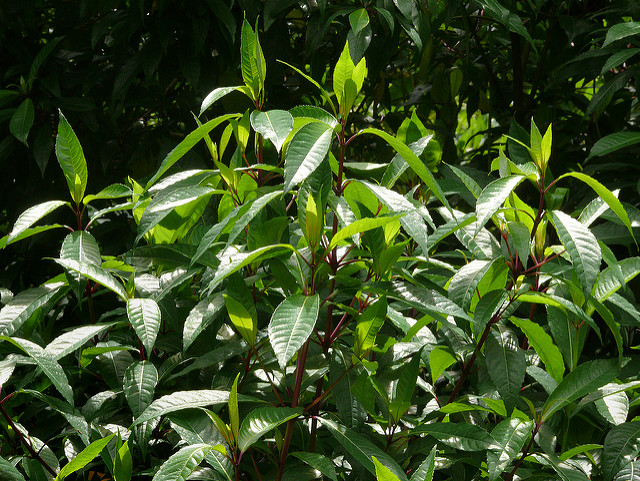 Fuchsia paniculé