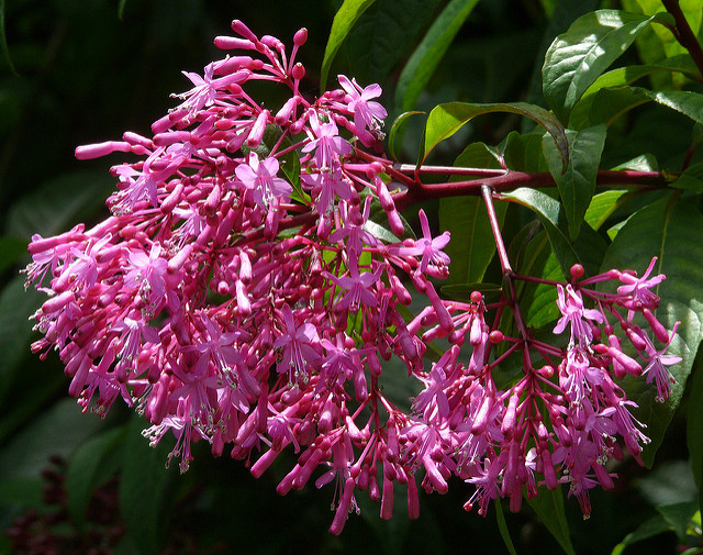 Fuchsia paniculé