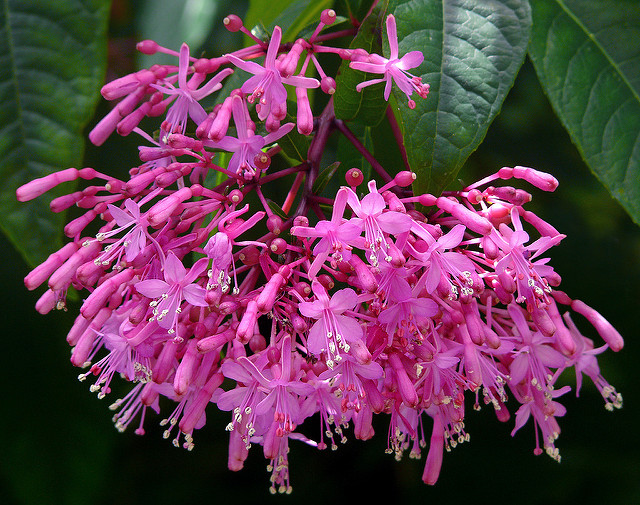 Fuchsia paniculé (Fuchsia paniculata)
