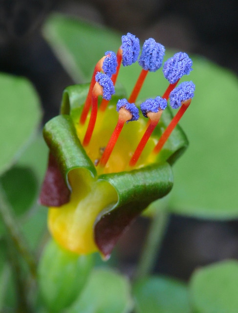 Fuchsia procumbens