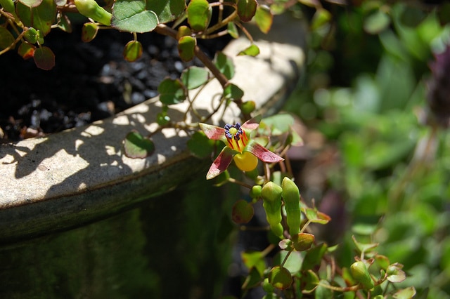 Fuchsia procumbens