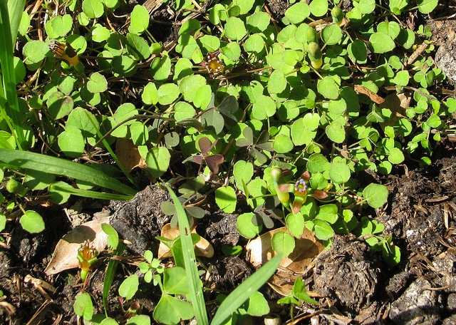 Fuchsia procumbens