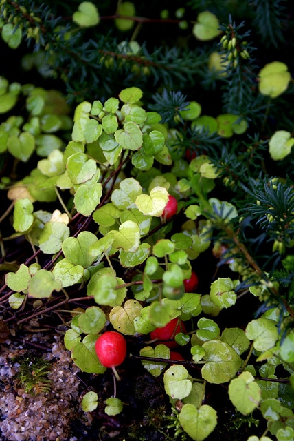 Fuchsia procumbens
